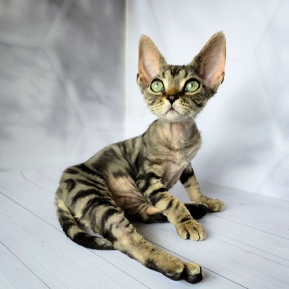 Devon Rex Alva Diva
