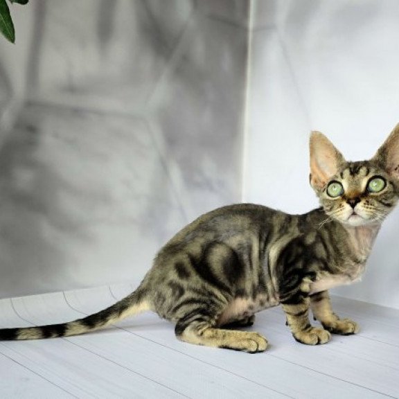 Devon Rex Alva Diva