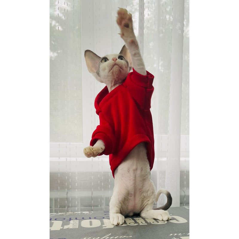 Devon Rex M Alex