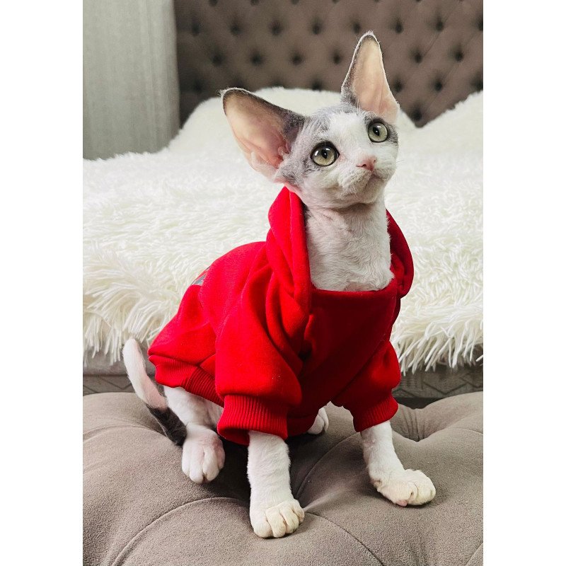 Devon Rex M Alex