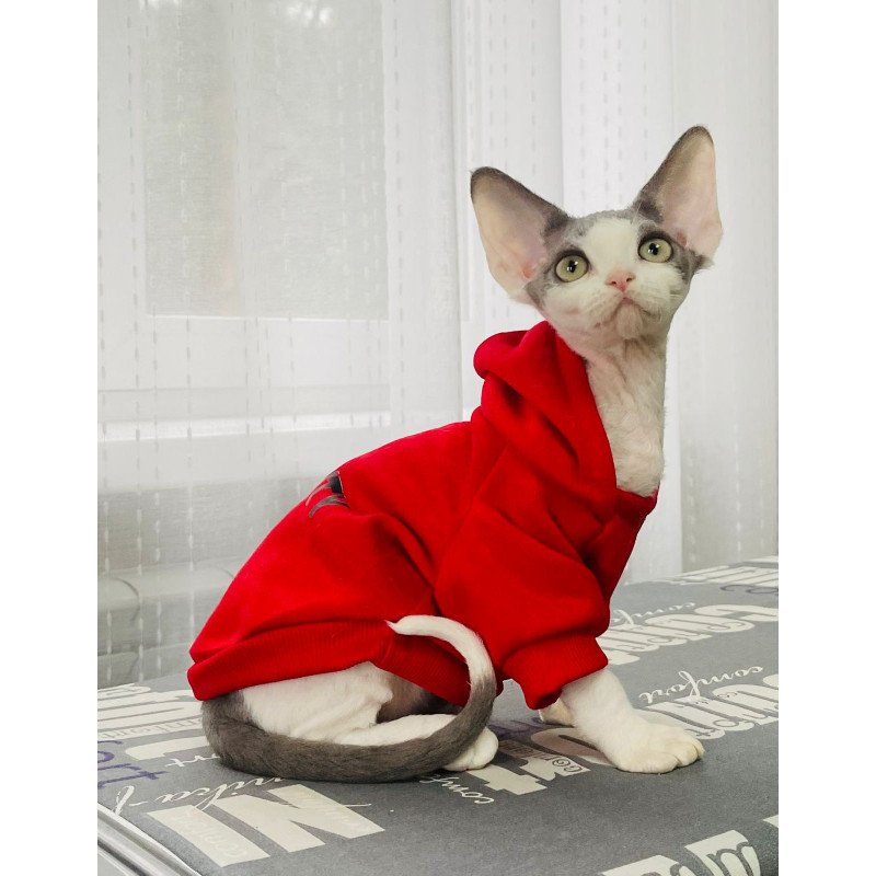 Devon Rex M Alex