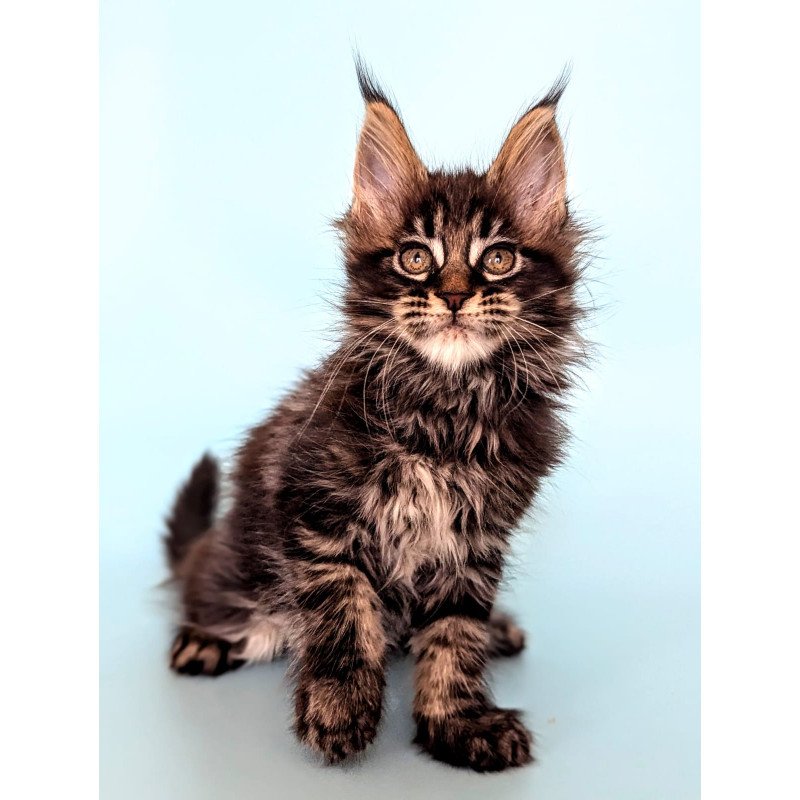 Maine Coon EZ Rada