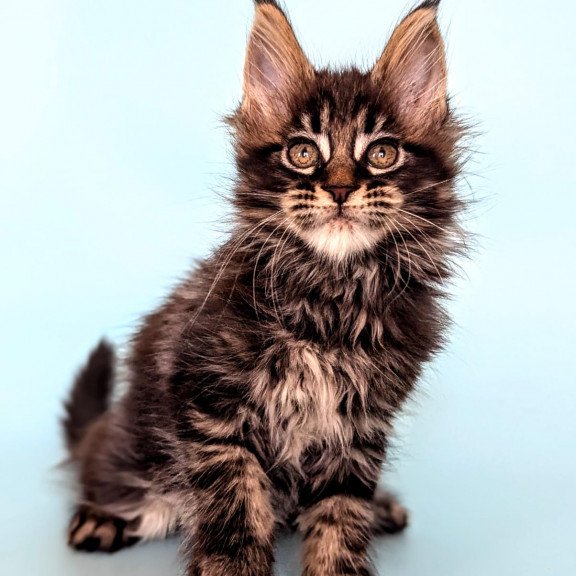 Maine Coon EZ Rada