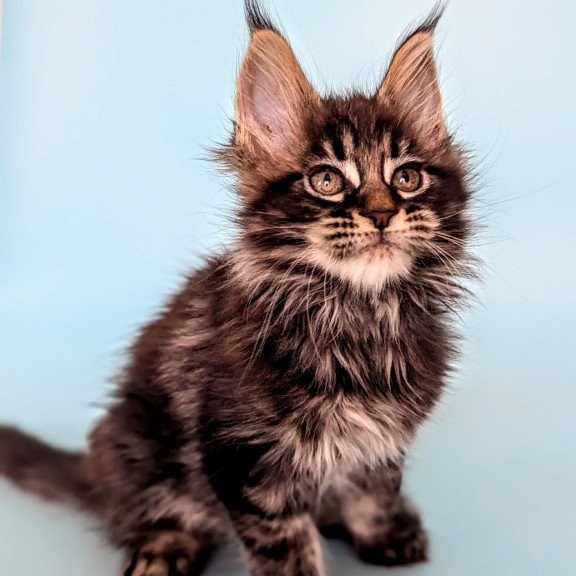 Maine Coon EZ Rada