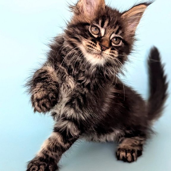 Maine Coon EZ Rada