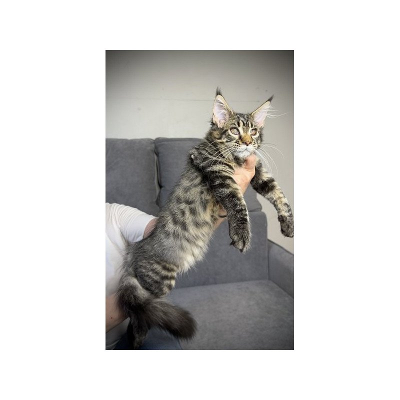 Maine Coon Alva Pandora
