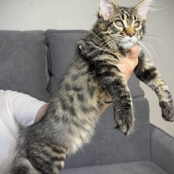 Maine Coon Alva Pandora