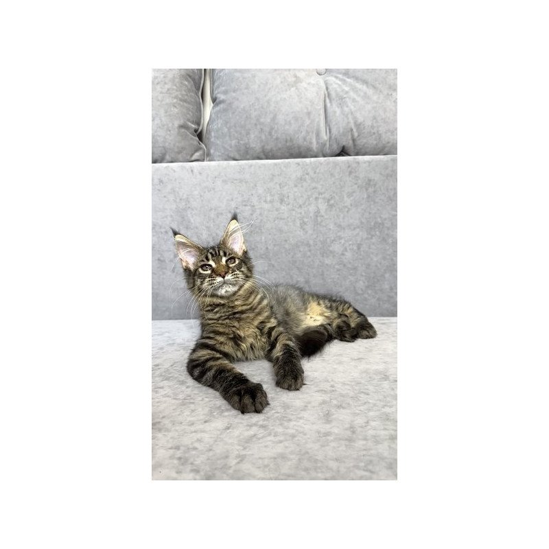 Maine Coon Alva Pandora