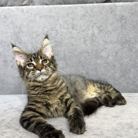 Maine Coon Alva Pandora