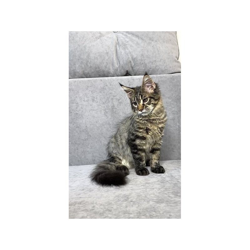 Maine Coon Alva Pandora