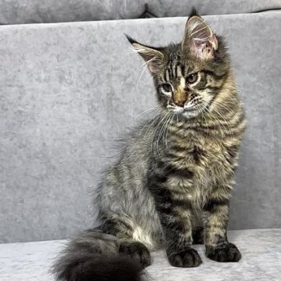 Maine Coon Alva Pandora