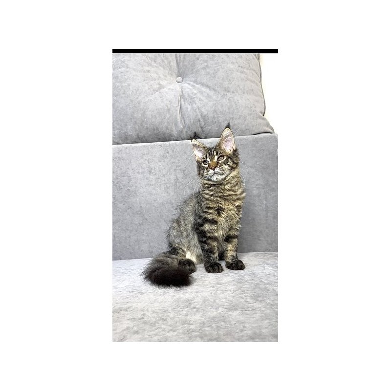Maine Coon Alva Pandora