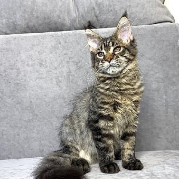 Maine Coon Alva Pandora