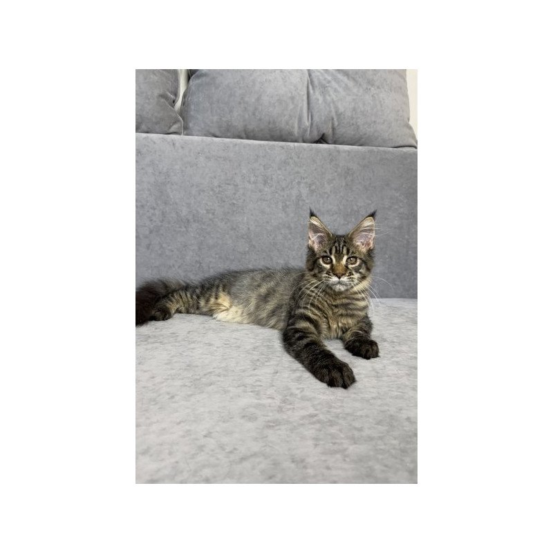 Maine Coon Alva Pandora