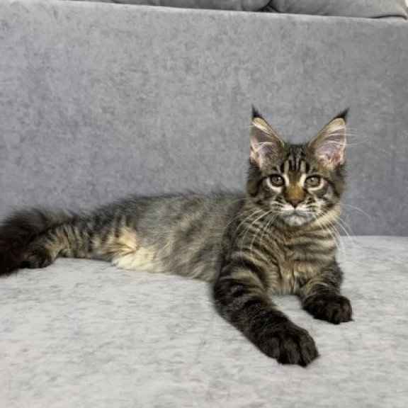 Maine Coon Alva Pandora