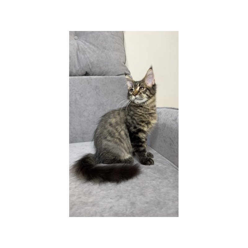 Maine Coon Alva Pandora