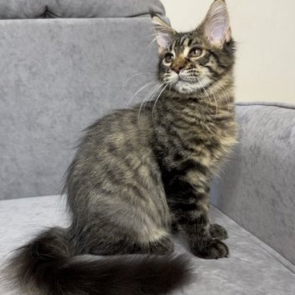 Maine Coon Alva Pandora