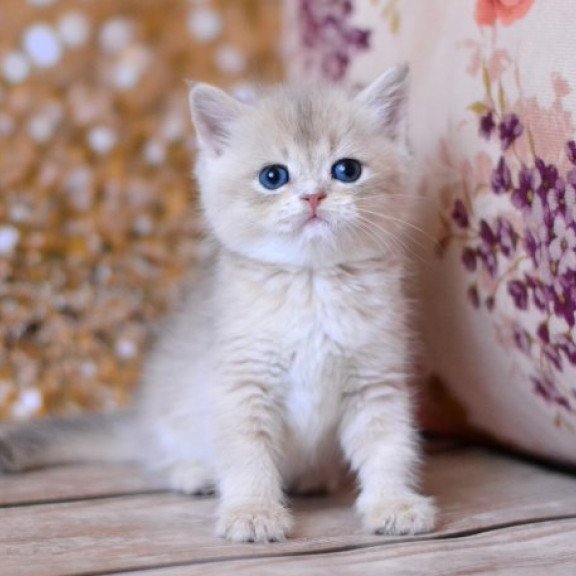 Wade British