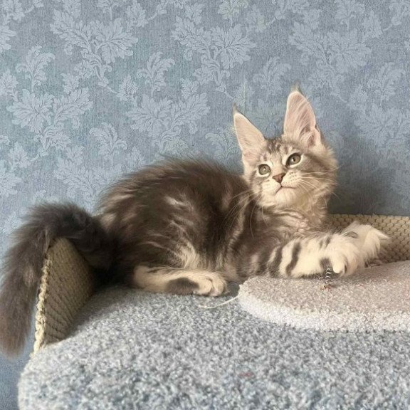 Maine Coon Alva Kiski
