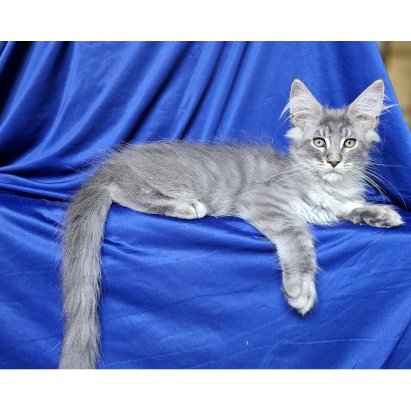 Maine Coon EZ Boss