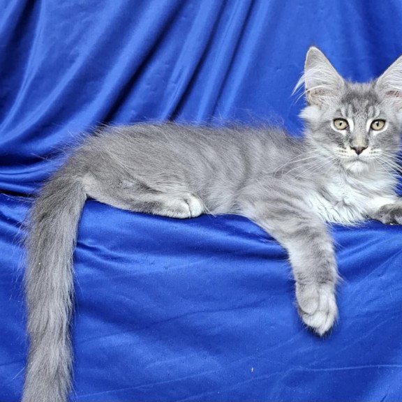 Maine Coon EZ Boss