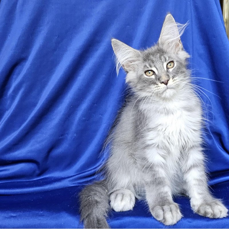 Maine Coon EZ Boss