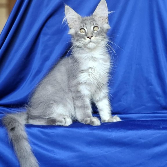 Maine Coon EZ Boss