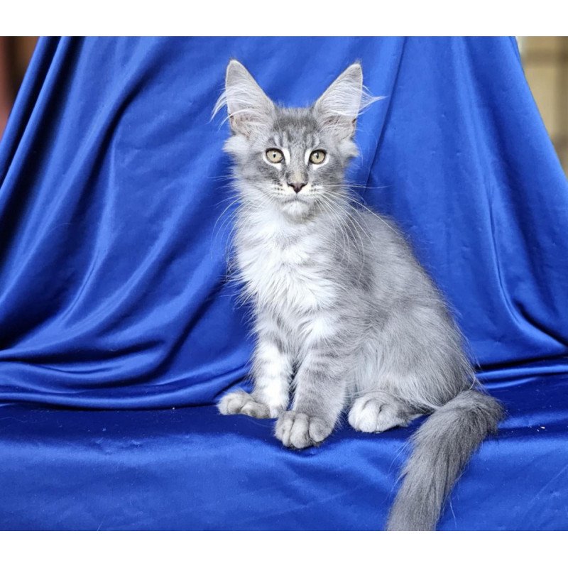 Maine Coon EZ Boss