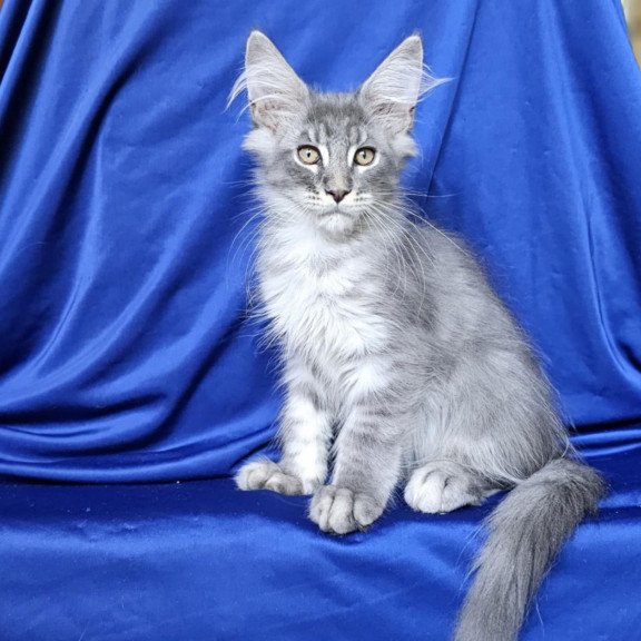 Maine Coon EZ Boss