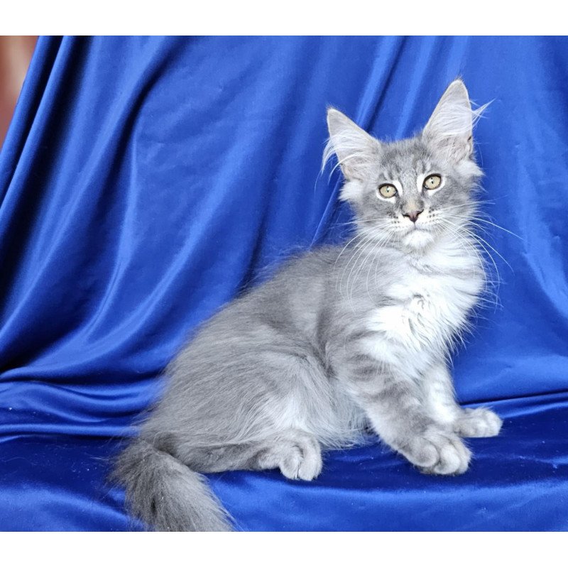 Maine Coon EZ Boss