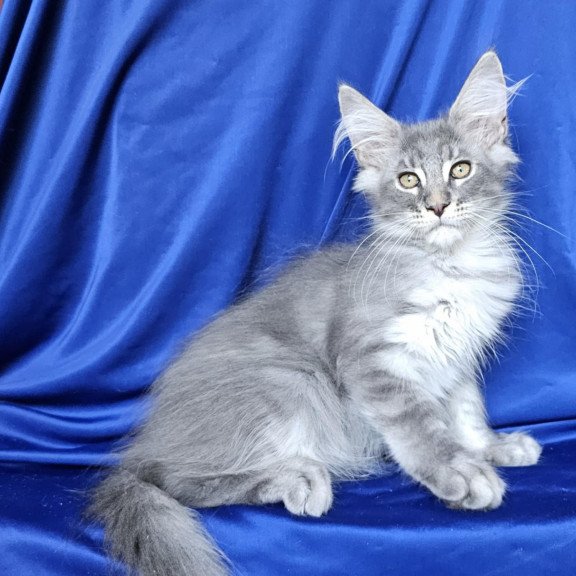 Maine Coon EZ Boss