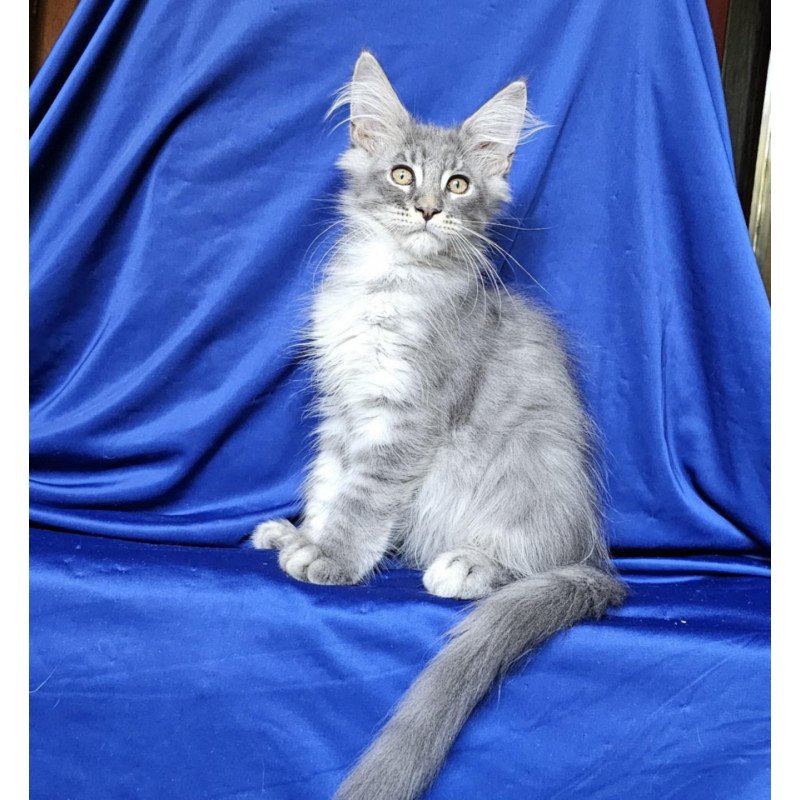 Maine Coon EZ Boss