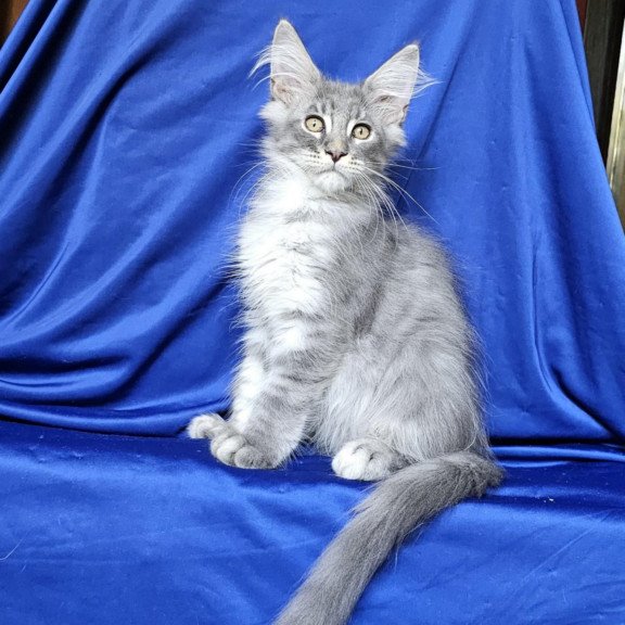 Maine Coon EZ Boss