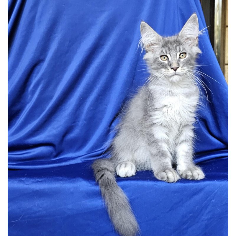 Maine Coon EZ Boss