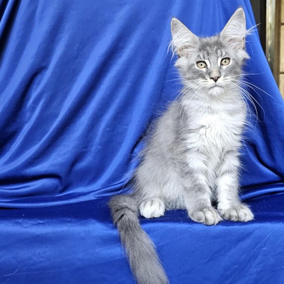 Maine Coon EZ Boss