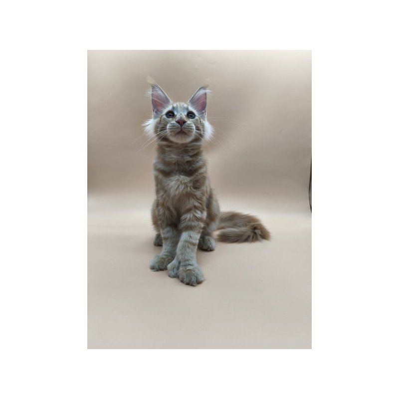 Maine Coon Alva Pan Polydactyl!