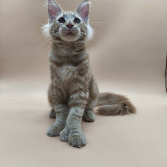 Maine Coon Alva Pan Polydactyl!