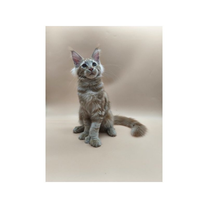 Maine Coon Alva Pan Polydactyl!