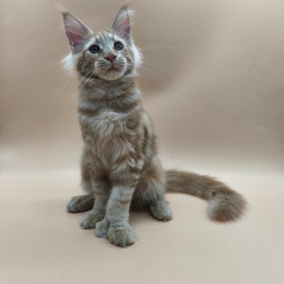 Maine Coon Alva Pan Polydactyl!