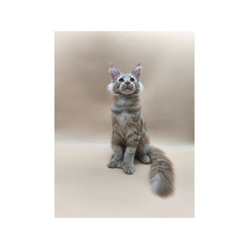 Maine Coon Alva Pan Polydactyl!