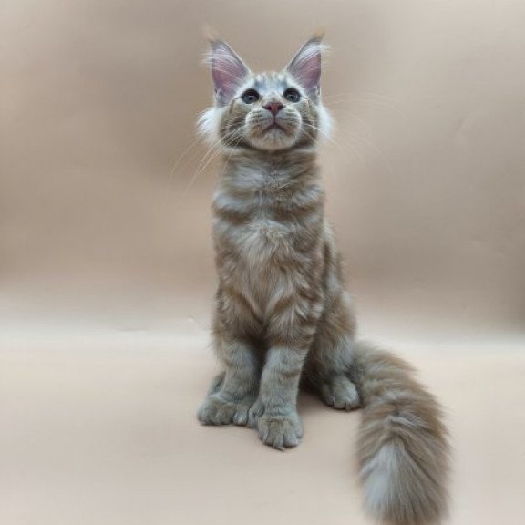 Maine Coon Alva Pan Polydactyl!