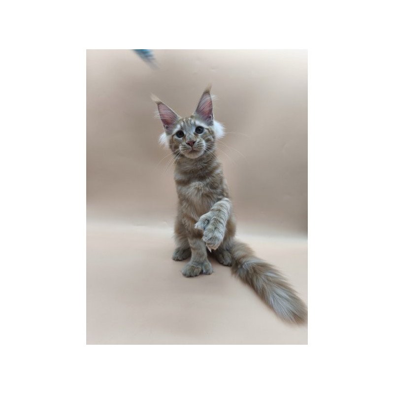 Maine Coon Alva Pan Polydactyl!