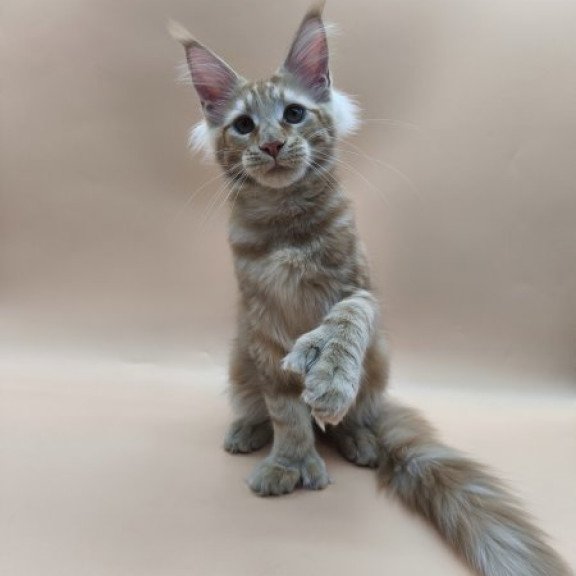 Maine Coon Alva Pan Polydactyl!