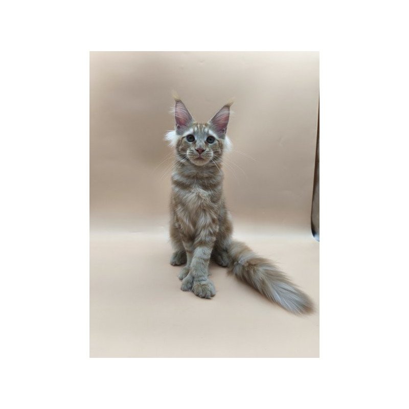 Maine Coon Alva Pan Polydactyl!