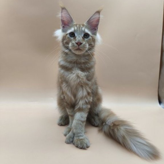 Maine Coon Alva Pan Polydactyl!