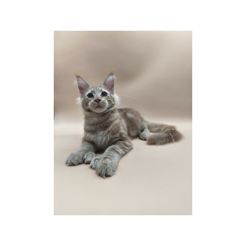 Maine Coon Alva Pan Polydactyl!