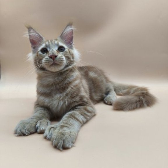 Maine Coon Alva Pan Polydactyl!