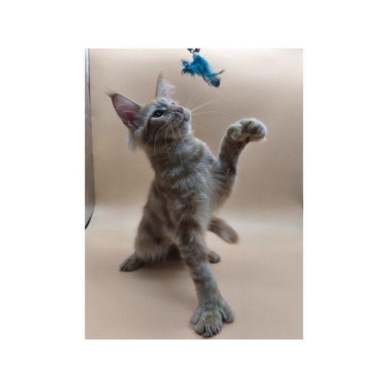 Maine Coon Alva Pan Polydactyl!