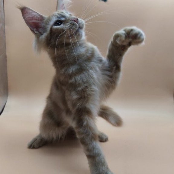 Maine Coon Alva Pan Polydactyl!