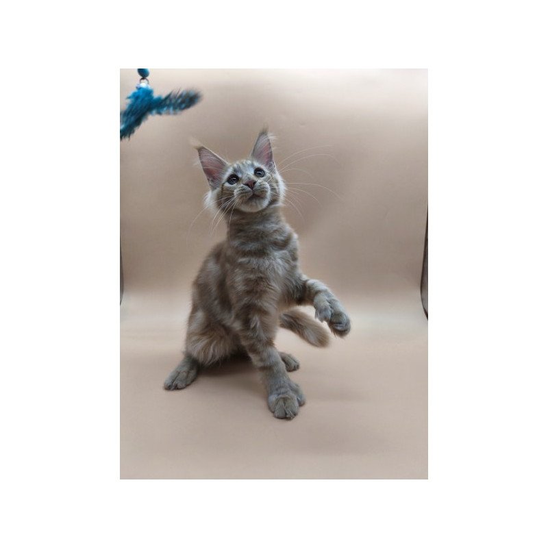 Maine Coon Alva Pan Polydactyl!